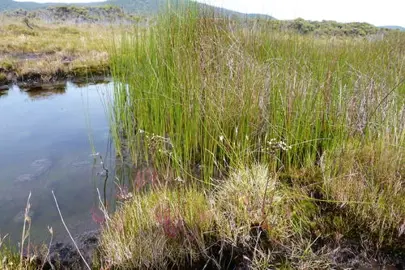 Baumea rubiginosa plants growing in water.