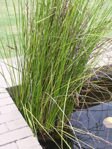 Baumea tenax plants growing in water.