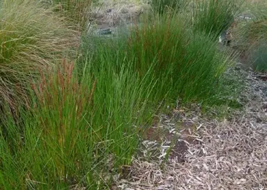 Baumea teretifolia grass.