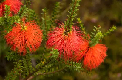 Beaufortia sparsa plant with orange flowers.