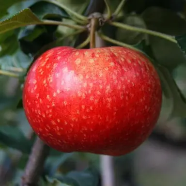 'Beauty of Bath' apple fruit.