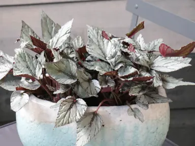 Begonia 'Arctic Breeze' plant with silver leaves.