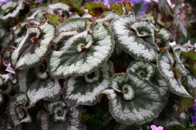 Begonia 'Escargot' plant with colourful foliage.