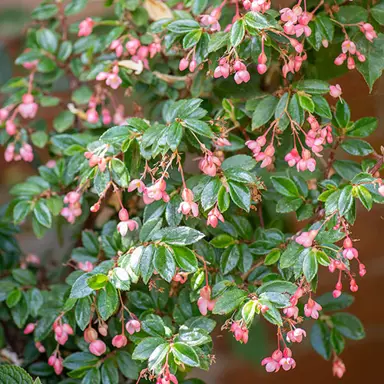 begonia-fuchsioides-