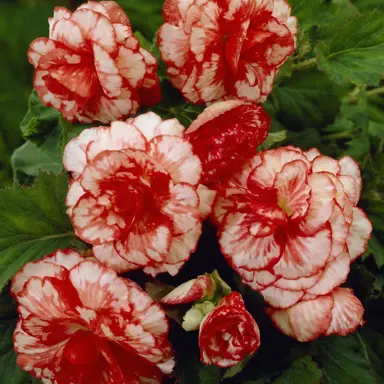 begonia-marmorata-