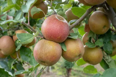 Belle de Boskoop' Apples on a branch.