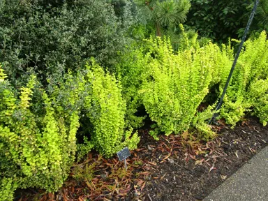 Berberis thunbergii Maria plants in a garden.