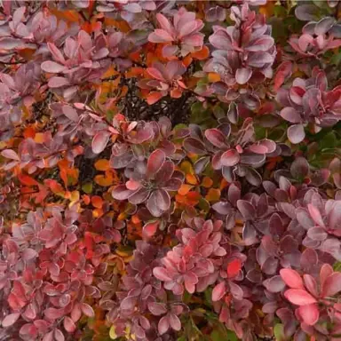 berberis-little-favourite-