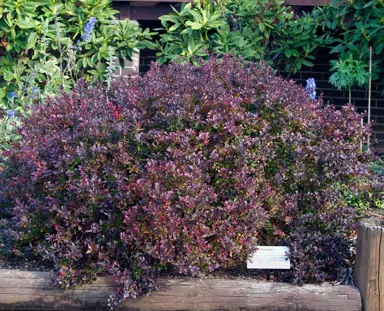 berberis-little-favourite-1