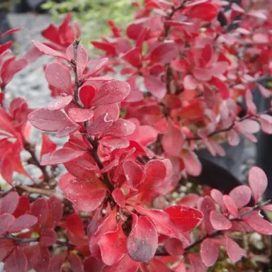 berberis-little-favourite-3