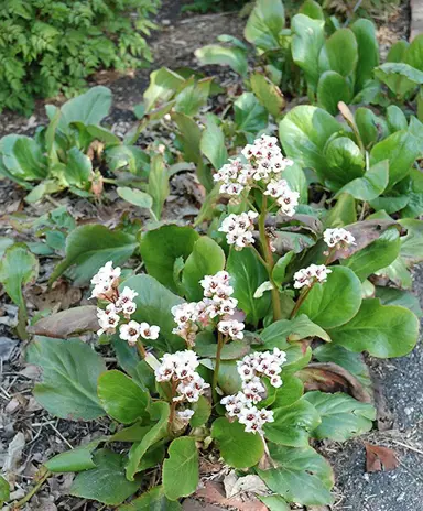 bergenia-bressingham-white-2