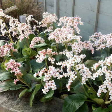 bergenia-bressingham-white-3