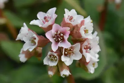 Bergenia ciliata plant with white flowers.