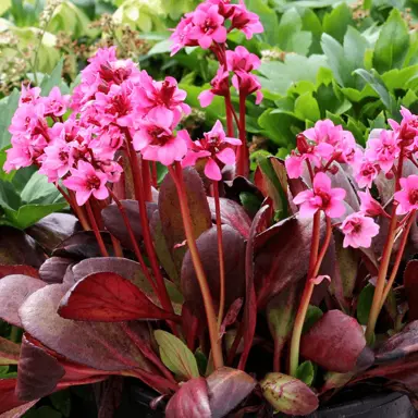 Bergenia 'Dark Damsel' plant with bright pink flowers.