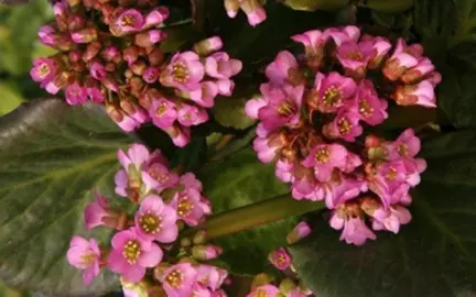 Bergenia 'Eden's Dark Margin' plant with pink flowers.