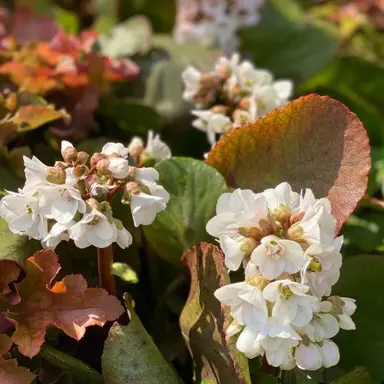 bergenia-joy-bells-1