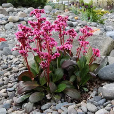 Bergenia 'Pink Dragonfly' plant with pink flowers.