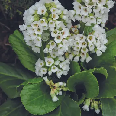 Bergenia 'Snowtime' plants with white flowers and lush green foliage.