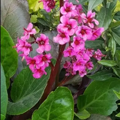 bergenia-wanaka-wine-