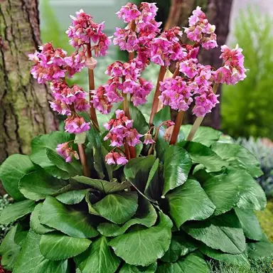 bergenia-cordifolia-1