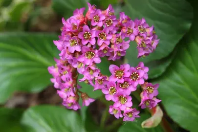 bergenia-cordifolia-2