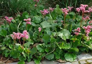 bergenia-cordifolia-3