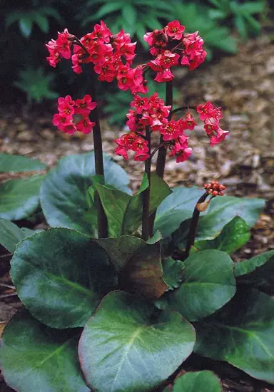 bergenia-cordifolia-rotblum-