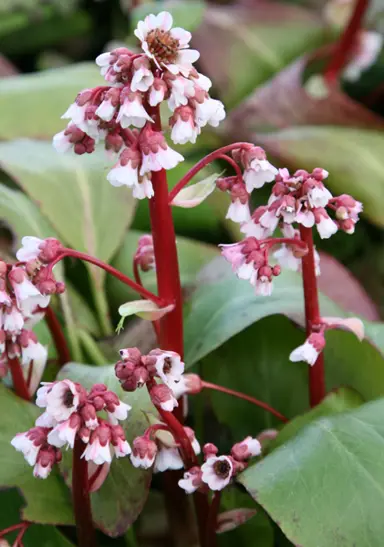 bergenia-silberlicht-