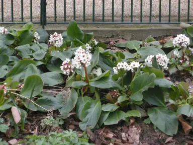 bergenia-silberlicht-4