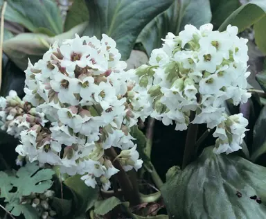 bergenia-snow-cloud-