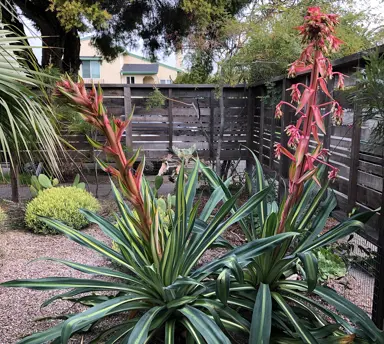 Beschorneria 'Flamingo Glow' plant with pink flowers.