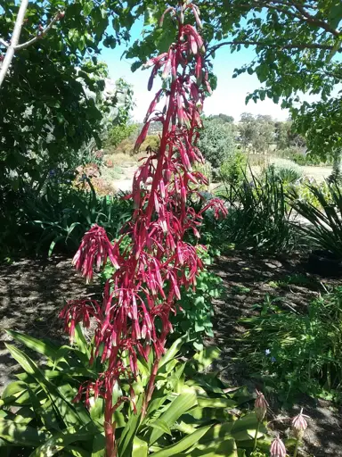 Beschorneria tubiflora plant with pink flowers.