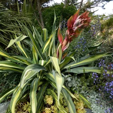 Beschorneria yuccoides Variegata plant.