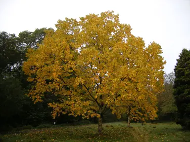 Betula maximowicziana tree with yellow foliage.