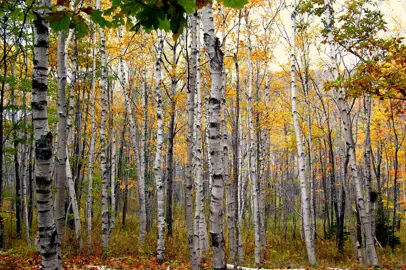 Betula papyrifera trees with white stems.