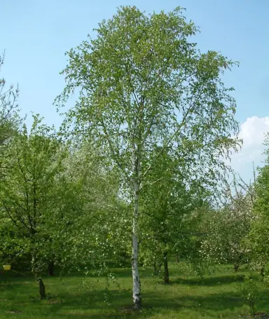 betula-pendula-alba-1