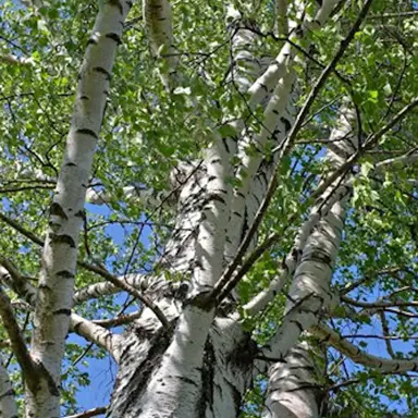 betula-pendula-alba-2