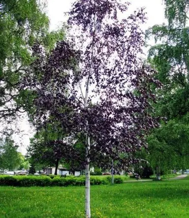 Betula pendula 'Black Prince' tree with dark foliage.