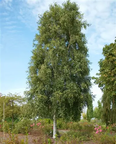 betula-pendula-fastigiata-