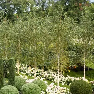 betula-pendula-moss-white--1