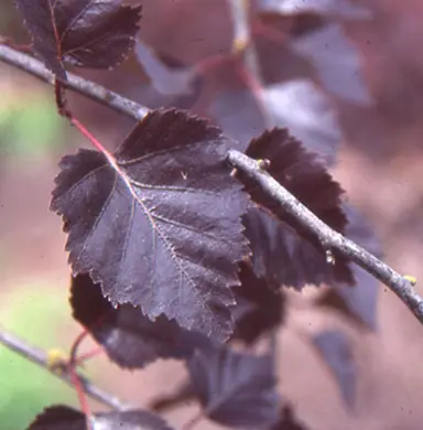 Betula pendula 'Purple Splendour' purple leaves.