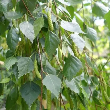 betula-pendula-youngii-