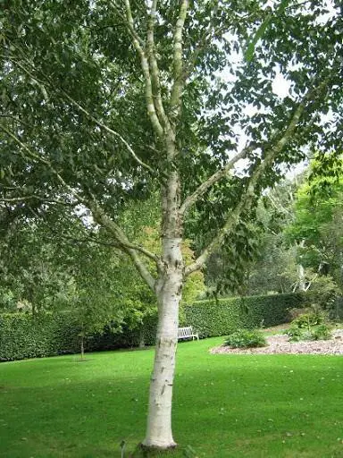 betula-jermyns-1