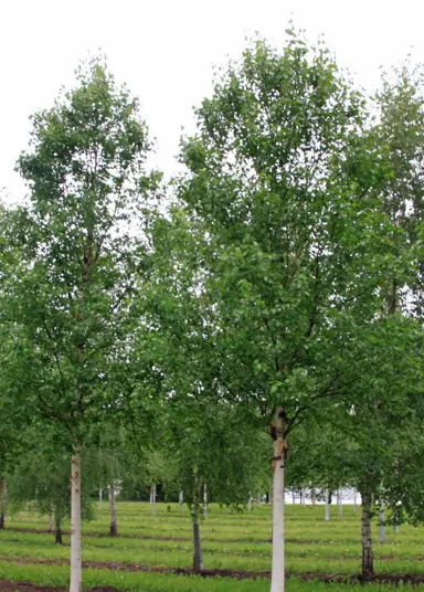 betula-albo-sinensis-