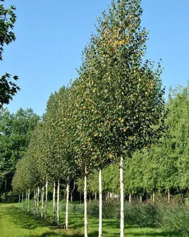 betula-albo-sinensis-1