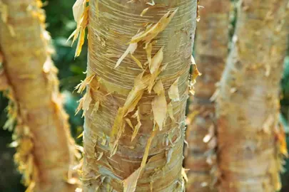 betula-ermanii-