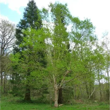 betula-ermanii-2