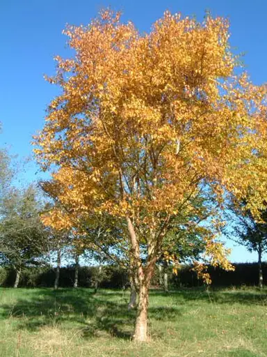 betula-ermanii-3