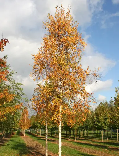 betula-ermanii-4