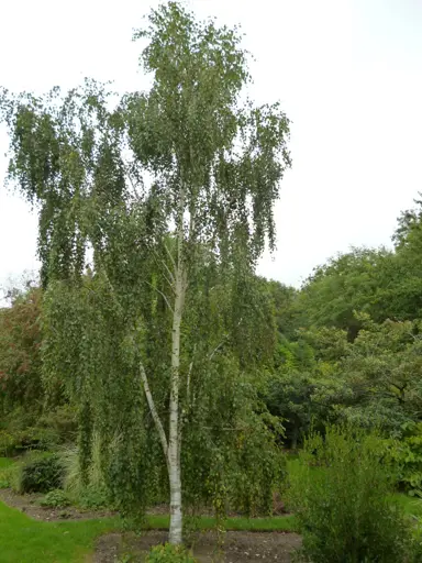 betula-tristis-3